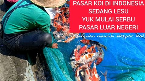 IKAN KOI INDONESIA MULAI BISA BIKIN JATUH CINTA PENGHOBI KOI EROPA