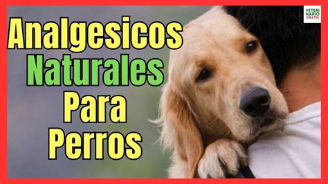 An Lgesicos Naturales Que Le Puedo Dar A Mi Perro Para El Dolor