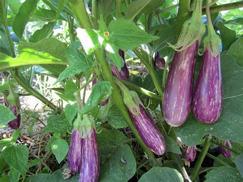 Eggplant Diseases And Pests Description Uses Propagation