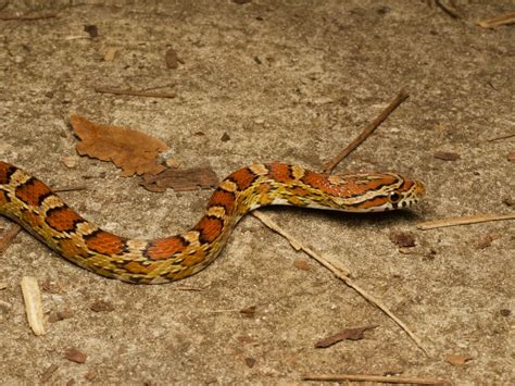 Wild Herps Corn Snake Pantherophis Guttatus