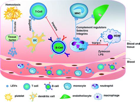 The Function Of Leukocyte Derived Extracellular Vesicles LEVs LEVs