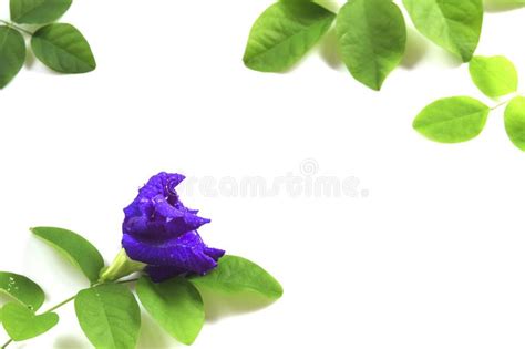 Isolado Da Flor Da Ervilha De Borboleta No Fundo Branco Imagem De Stock