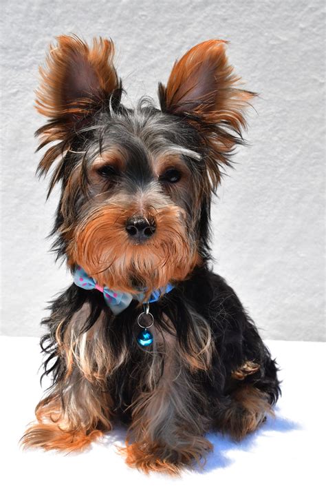 Prescott Yorkshire Terrier Puppy For Sale In Millersburg Oh