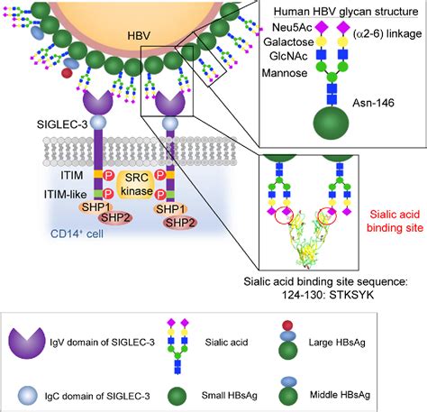 Figure From Siglec Cd Serves As An Immune Checkpoint Receptor