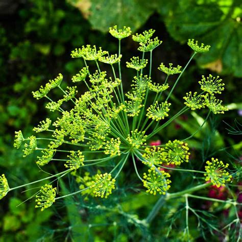 Dill Seeds Dill Weed Herb Seed