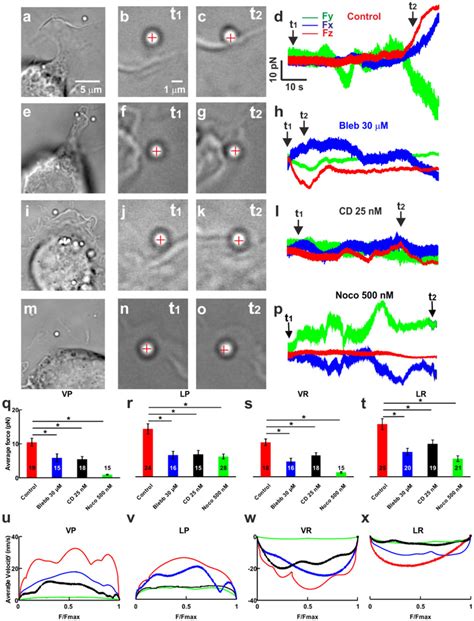 The Effect Of Blebbistatin Cytochalasin D And Nocodazole On The Force