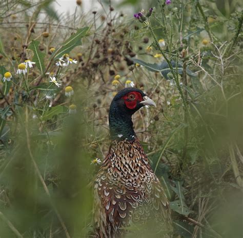 Jagdfasan M Nnl Jagdfasan Phasianus Colchicus C Fran Flickr