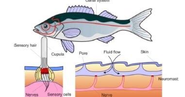 Gambar Organ Tubuh Ikan Dan Fungsinya Bonus