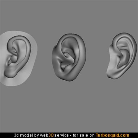 Human Ear 3d Model