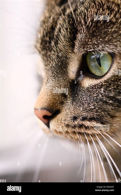 Close Up Of Cat S Face With Big Green Eyes Staring At Something Stock