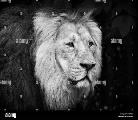 Black And White Lion Portrait Hi Res Stock Photography And Images Alamy