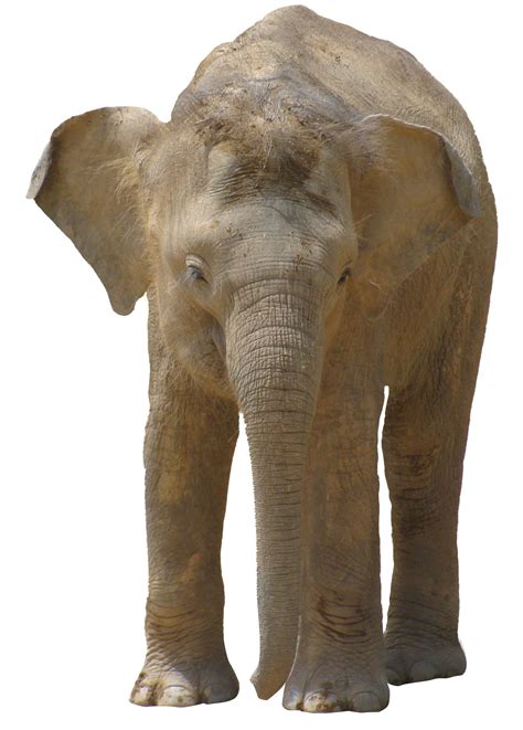 Elephant Png