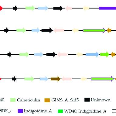 Comparison Of Putative Beauvericin Biosynthetic Gene Clusters And