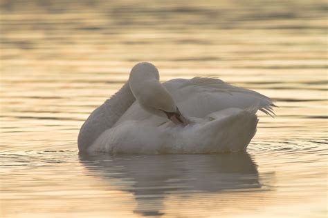 jeune cygne en toilette dans le soleil levant François Reitz Flickr