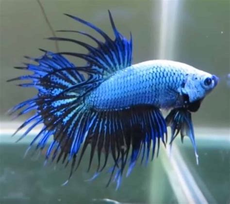 Betta Fish Facts And Different Types Of Betta Fish Aqua Movement