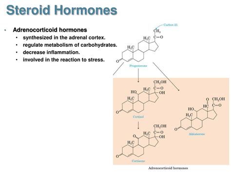 Ppt Steroid Hormones Powerpoint Presentation Free Download Id5620268