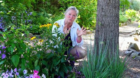 Planting New Perennials And Annuals For A Fresh Look In The Neglected