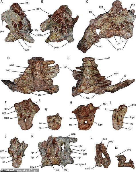 Huge Flying Reptile Named The Dragon Of DeatŻ” Found In Argentina