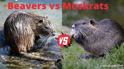 Muskrat Vs Nutria