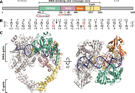 Structural Basis Of Type Ii Topoisomerase Inhibition By The Anticancer