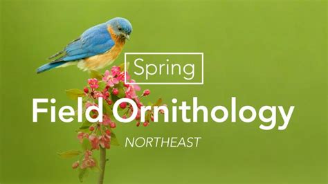 Spring Field Ornithology—Northeast | Bird Academy • The Cornell Lab