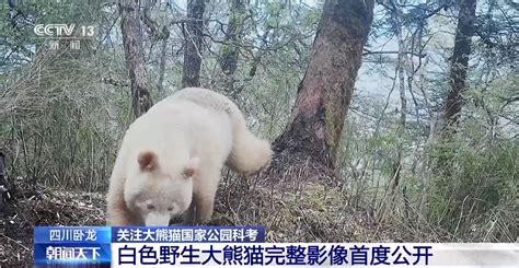 罕见白色野生大熊猫完整影像首公开