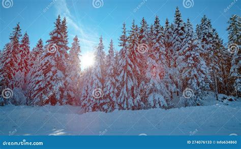 Lens Flare Golden Winter Sunbeams Peer Between The Snowy Spruce