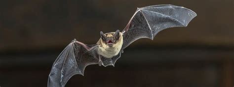 200+ Cute and Famous Bat Names – Animal Names