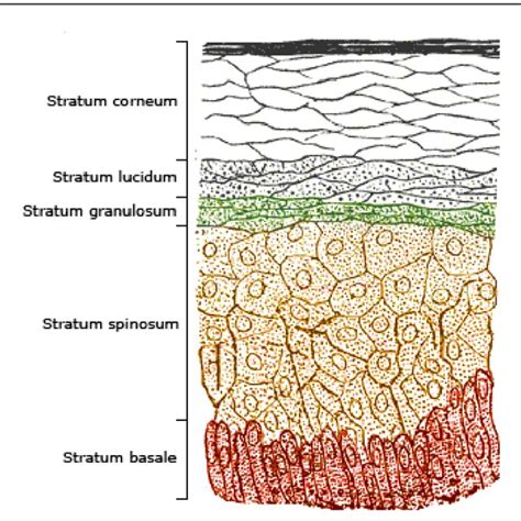 Microanatomy Of Stratum Corneum Depicting The Layers Of Epidermis It Download Scientific