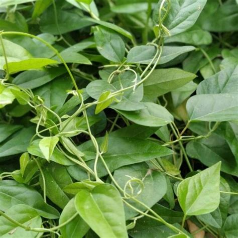 Jual Daun Cincau Rambat Segar Daun Cincau Jelle 100 Lembar Shopee