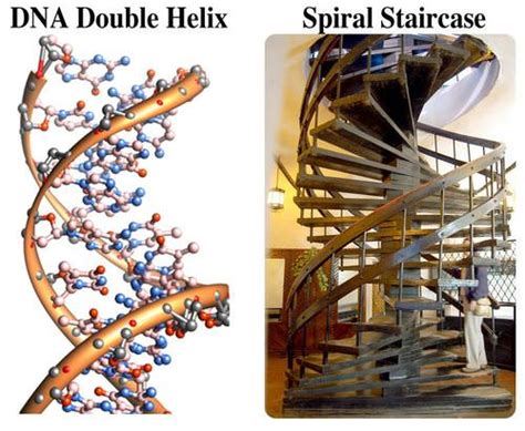 43 Dna Structure And Replication Biology Libretexts