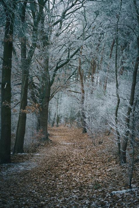 Scenic Winter Landscape With A Winding Path Leading Through A Snowy