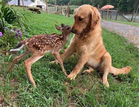 Unlikely Animal Friendships That Are 100% Cute And 200% Wholesome