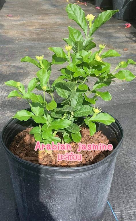 Arabian Jasmine Etsy