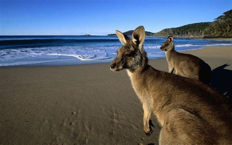 Kangaroo Wallpapers - Wallpaper Cave