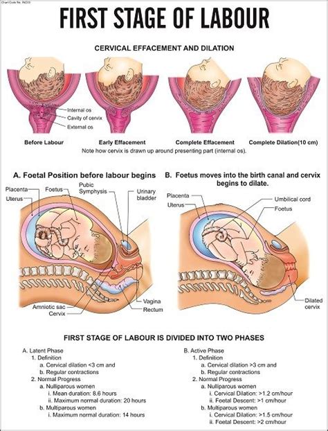 Phases And Stages Of Labor Chart