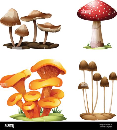 Amanita Species Stock Vector Images Alamy