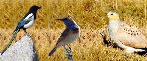 Birding Tour Of Ladakh Book Days Ladakh Bird Watching Tour Package