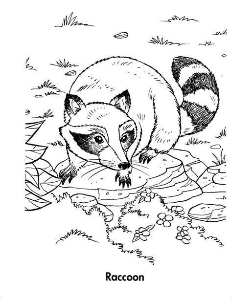 Raccoon Coloring Pages - ColoringBay