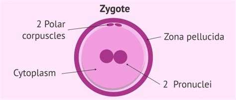 Structure of a zygote