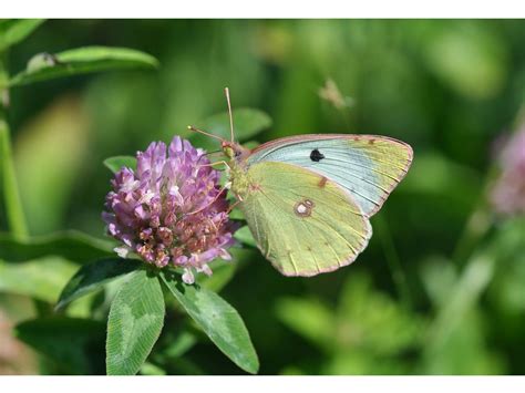 De Vlinderstichting Vlinder Oranje Luzernevlinder Colias Crocea