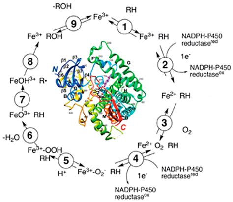 Mechanisms Of Cytochrome P Catalyzed Oxidations Acs Catalysis