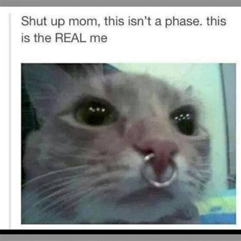 Cat in a phase | It's Not a Phase | Know Your Meme