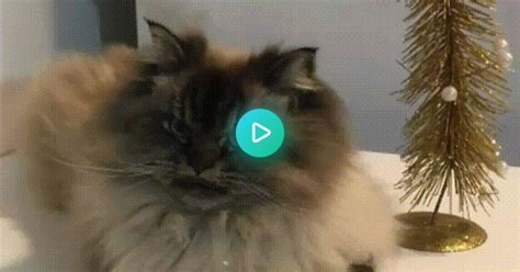 The Grumpiest Cat Ive Ever Seen  On Imgur