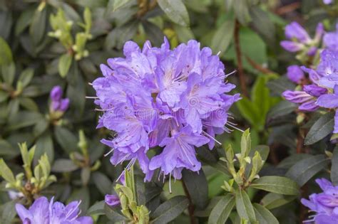 Primer Del Pistilo De La Inflorescencia De La Flor Imagen De Archivo