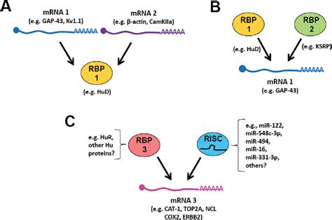 Rna Binding Protein