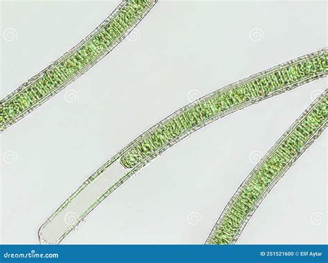 Oscillatoria Sp Algues Sous Vue Microscopique X Photo Stock Image