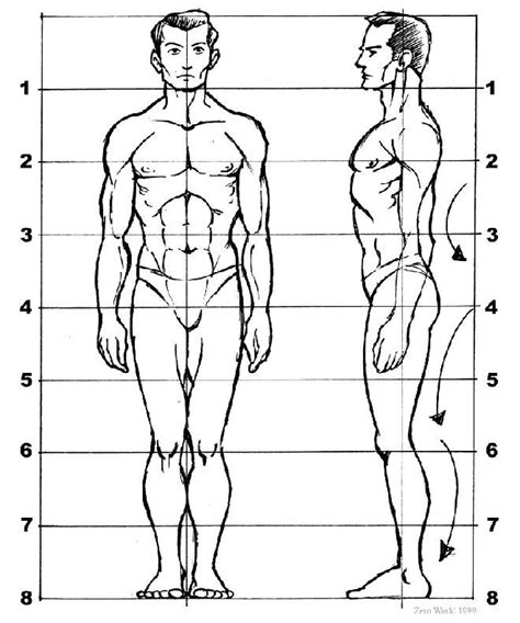 Body Proportions Sculpting And Drawing Reference Disegno Figura