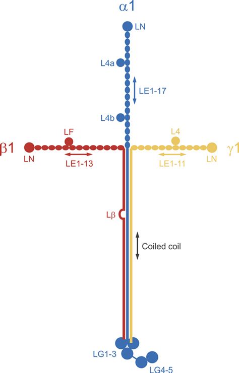 Schematic Drawing Of The Laminin 111 Heterotrimer The Three Short Arms