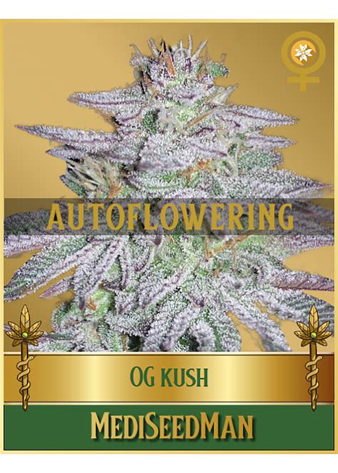 OG Kush Autoflower Strain Info OG Kush Autoflower Weed By Mediseed